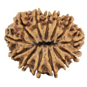 13 Mukhi Rudraksha 30.5mm 6.18gm - Rudraksha back