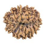 13 Mukhi Rudraksha 24mm 3.47gm - Rudraksha back