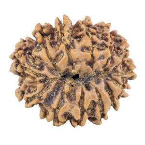 13 Mukhi Rudraksha 24mm 3.47gm - Rudraksha back