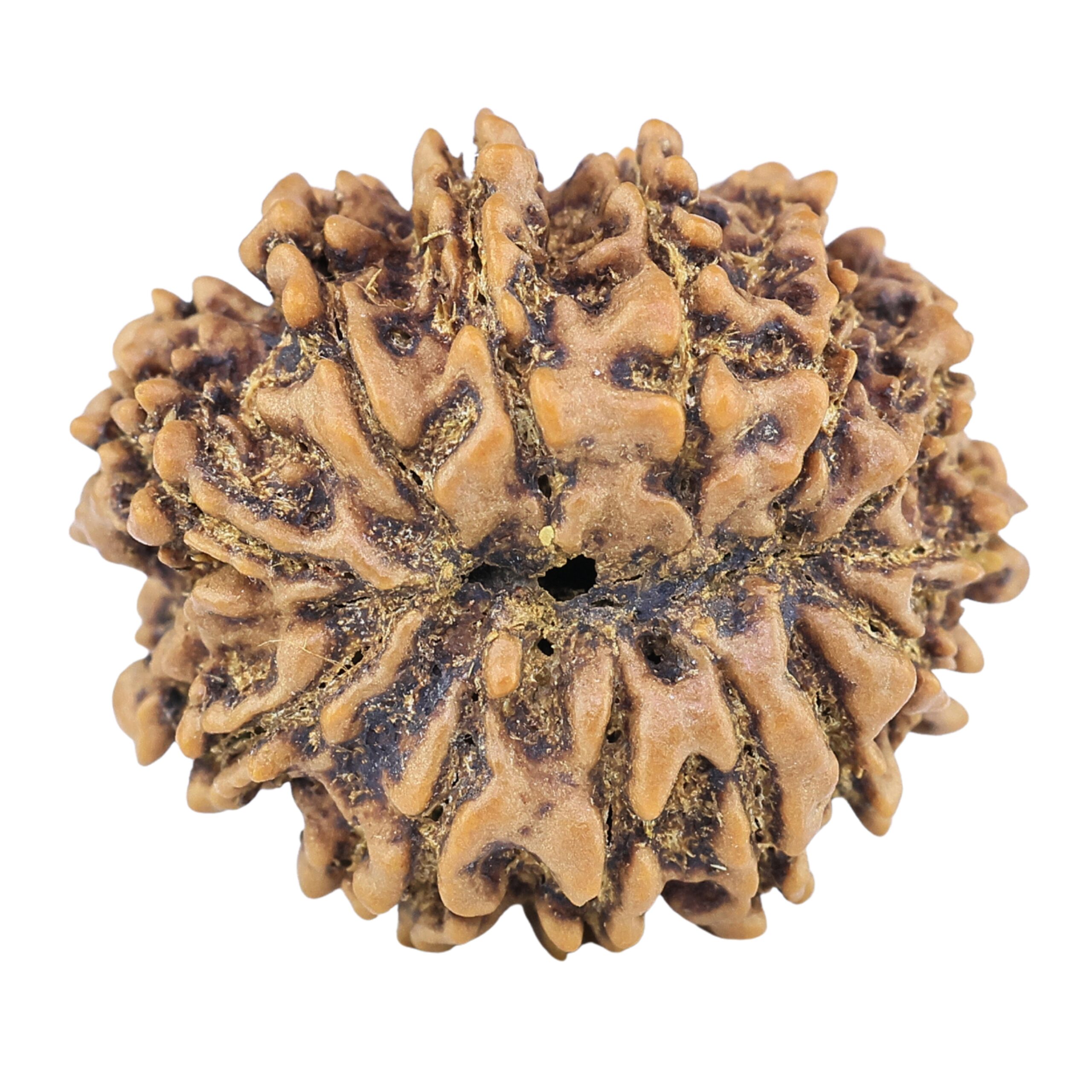 13 Mukhi Rudraksha 24mm 3.47gm - Rudraksha back