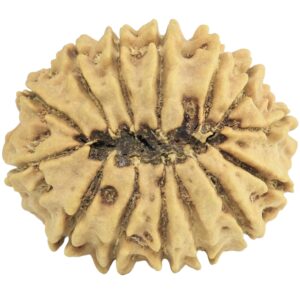 14 Mukhi Rudraksha 24.4mm 2.91gm - Rudraksha back