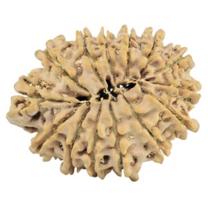 14 Mukhi Rudraksha 29.3mm 5gm - Rudraksha back