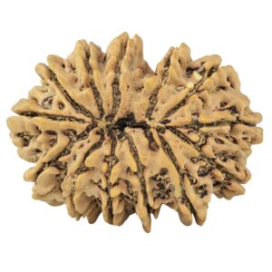 13 Mukhi Rudraksha 34.6mm 7gm - Rudraksha back