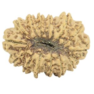 14 Mukhi Rudraksha 30.2mm 4.85gm - Rudraksha back