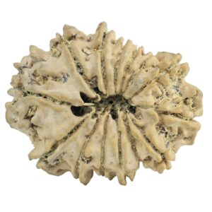 14 Mukhi Rudraksha 24.8mm 2.76gm - Rudraksha back