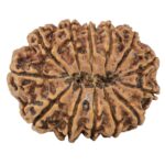 13 Mukhi Rudraksha 30.1mm 5.64gm - Rudraksha back
