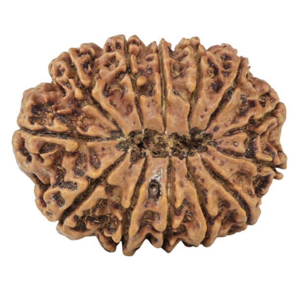 13 Mukhi Rudraksha 30.1mm 5.64gm - Rudraksha back