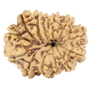 13 Mukhi Rudraksha 23.9mm 2.73gm - Rudraksha back