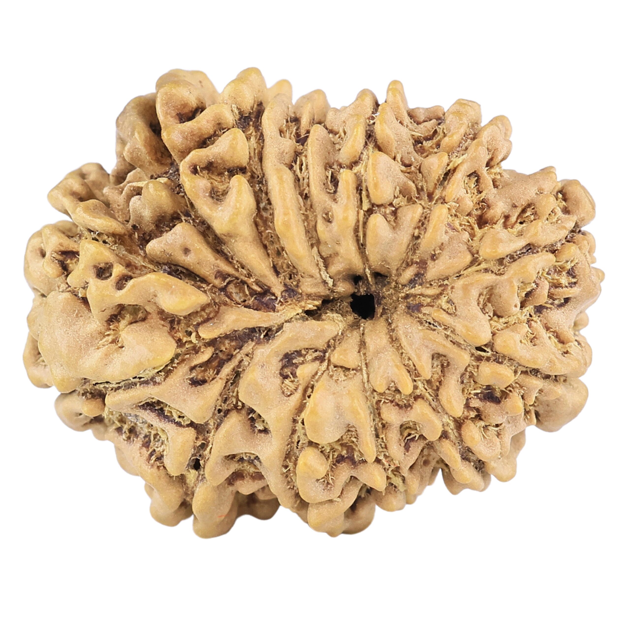 13 Mukhi Rudraksha 23.9mm 2.73gm - Rudraksha back