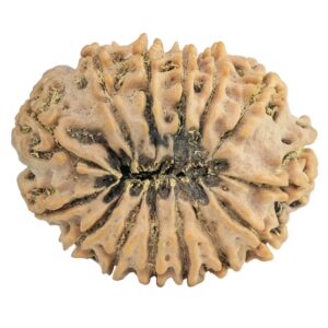 14 Mukhi Rudraksha 30.8mm 6.17gm - Rudraksha back