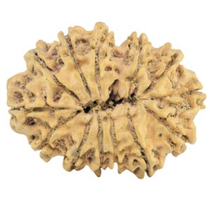 13 Mukhi Rudraksha 32.6mm 4.12gm - Rudraksha back