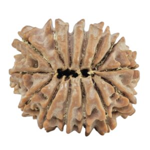 14 Mukhi Rudraksha 23.7mm 3.63gm - Rudraksha back