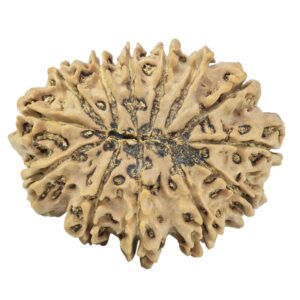 13 Mukhi Rudraksha 33.4mm 6.16gm - Rudraksha back