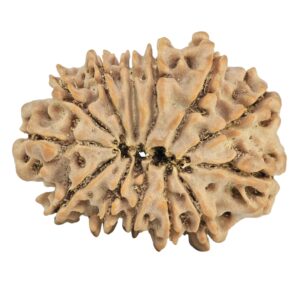13 Mukhi Rudraksha 28.4mm 4.5gm - Rudraksha back