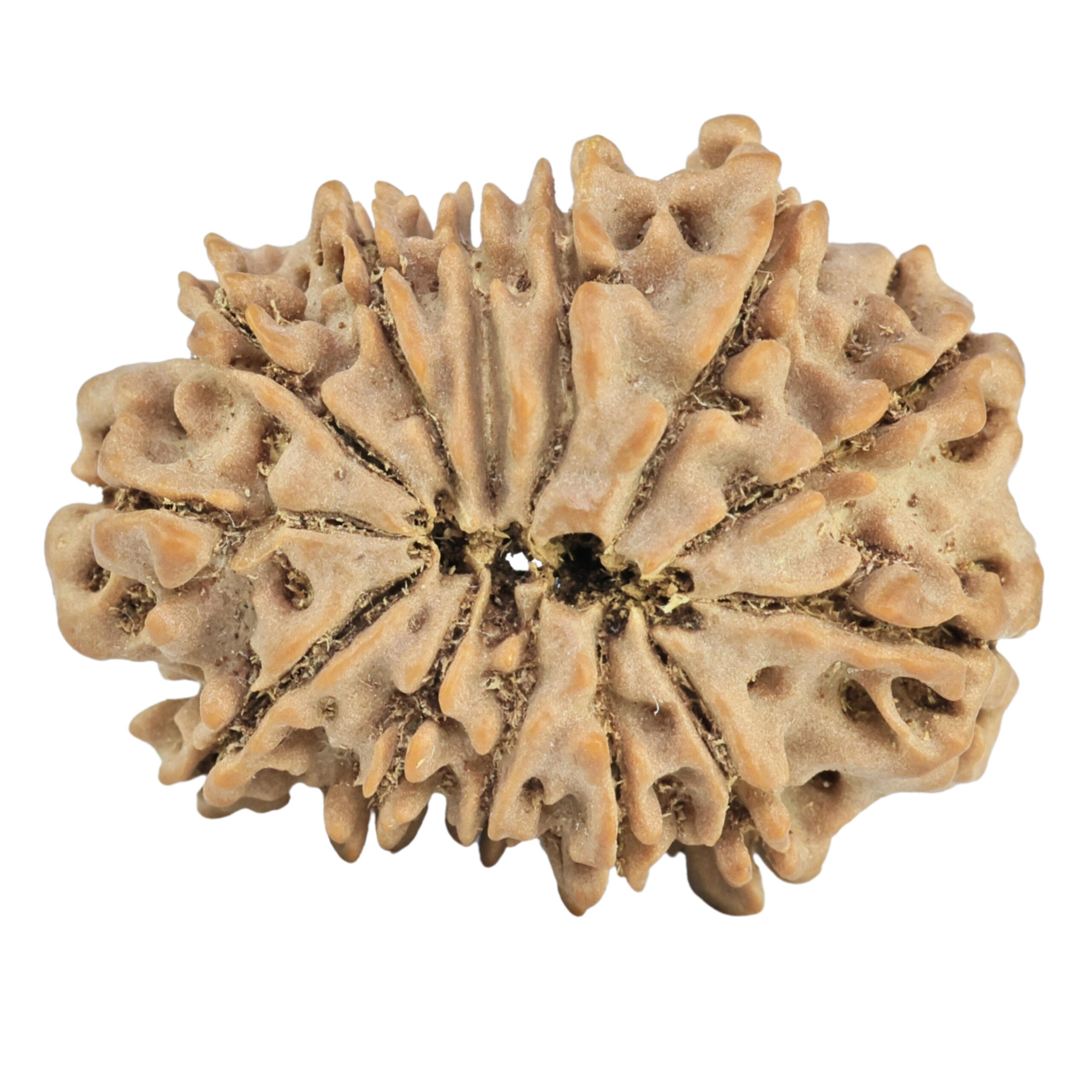13 Mukhi Rudraksha 28.4mm 4.5gm - Rudraksha back