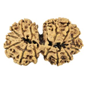 14 Mukhi Gaurishankar 35.2mm 5.26gm - Rudraksha back