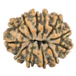 12 Mukhi Rudraksha 28.7mm 5.52gm - Rudraksha back