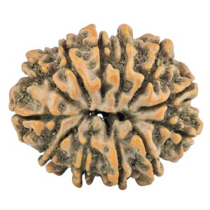12 Mukhi Rudraksha 28.7mm 5.52gm - Rudraksha back