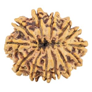 13 Mukhi Rudraksha 33.1mm 7.27gm - Rudraksha back