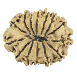 14 Mukhi Rudraksha 24.9mm 2.93gm - Rudraksha back