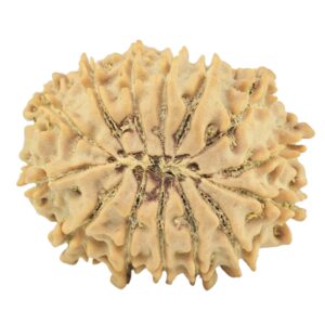 14 Mukhi Rudraksha 27.1mm 3.58gm - Rudraksha back