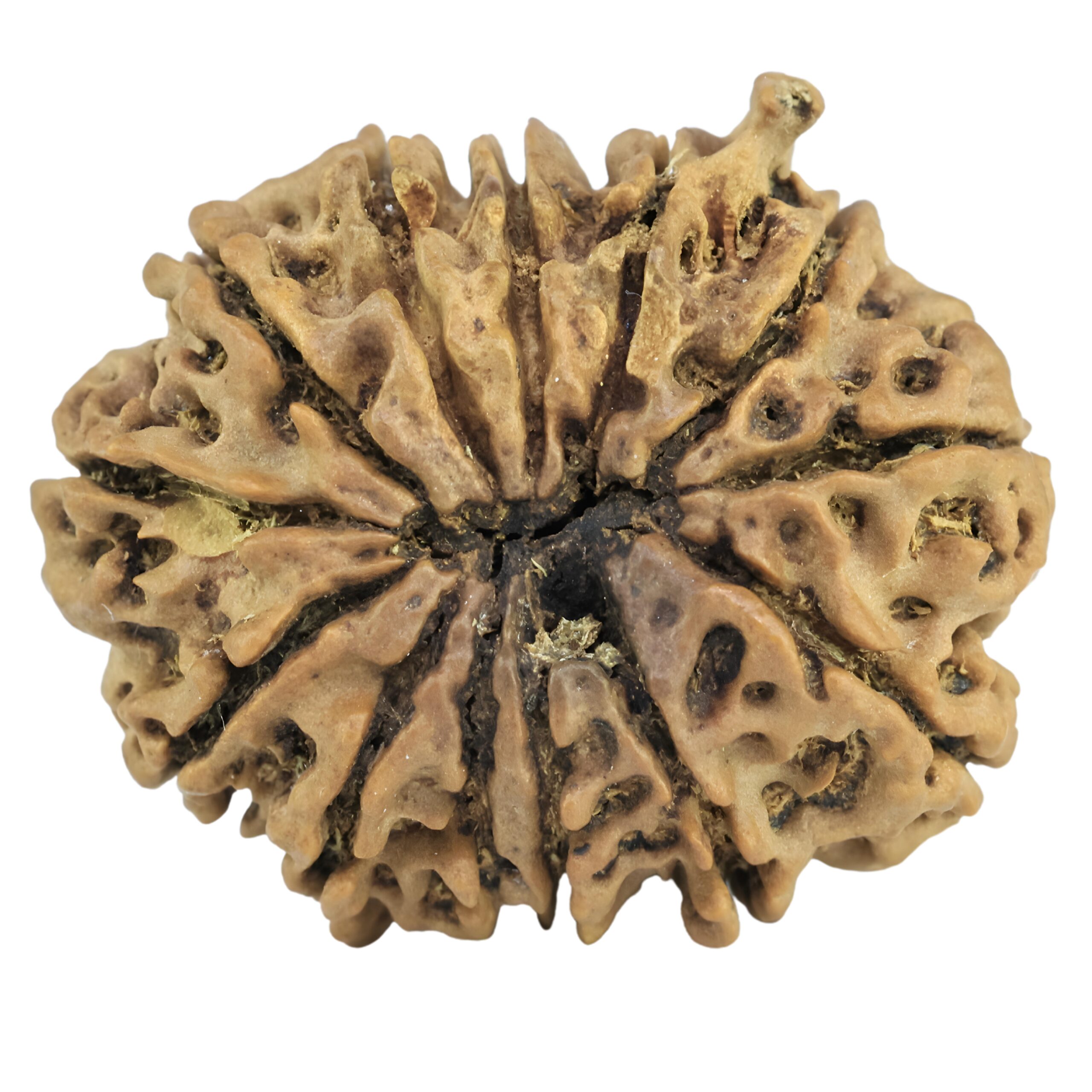 13 Mukhi Ganesh 27.1mm 3.76gm - Rudraksha back
