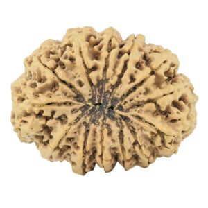 13 Mukhi Rudraksha 38mm 10.34gm - Rudraksha back