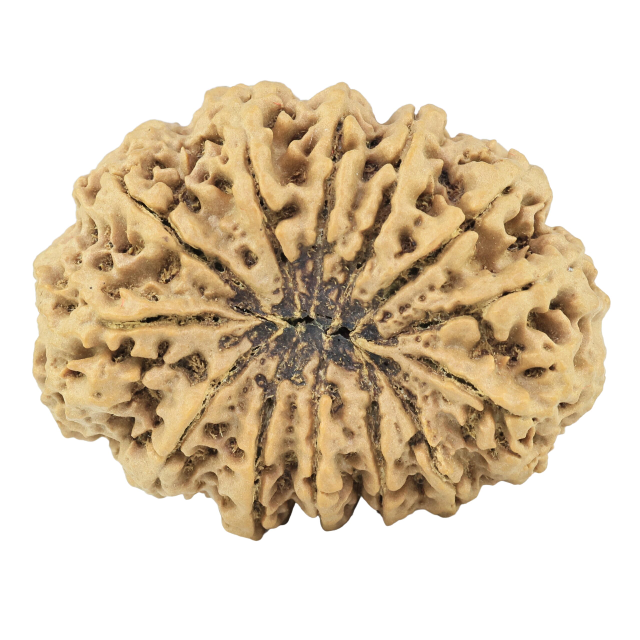 13 Mukhi Rudraksha 38mm 10.34gm - Rudraksha back