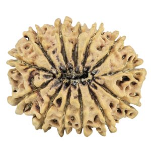 13 Mukhi Rudraksha 28.7mm 3.86gm - Rudraksha back