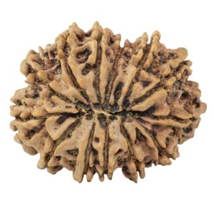 13 Mukhi Rudraksha 32.5mm 6gm - Rudraksha back