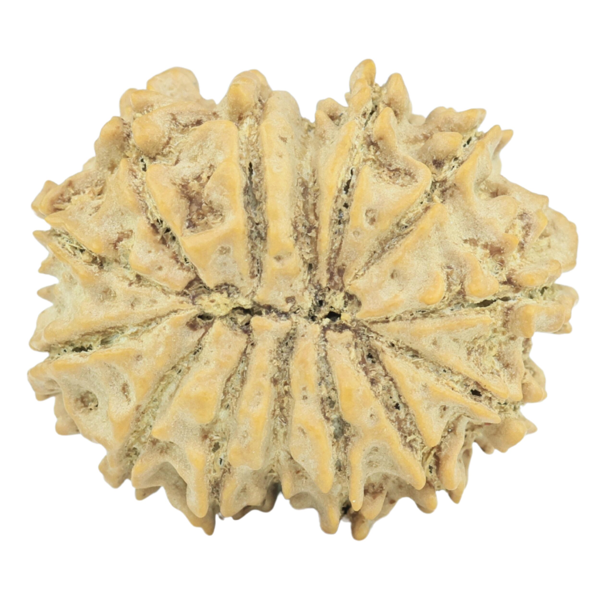 14 Mukhi Rudraksha 21.7mm 2.31gm - Rudraksha back