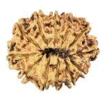 12 Mukhi Rudraksha 26.7mm 3.41gm - Rudraksha back