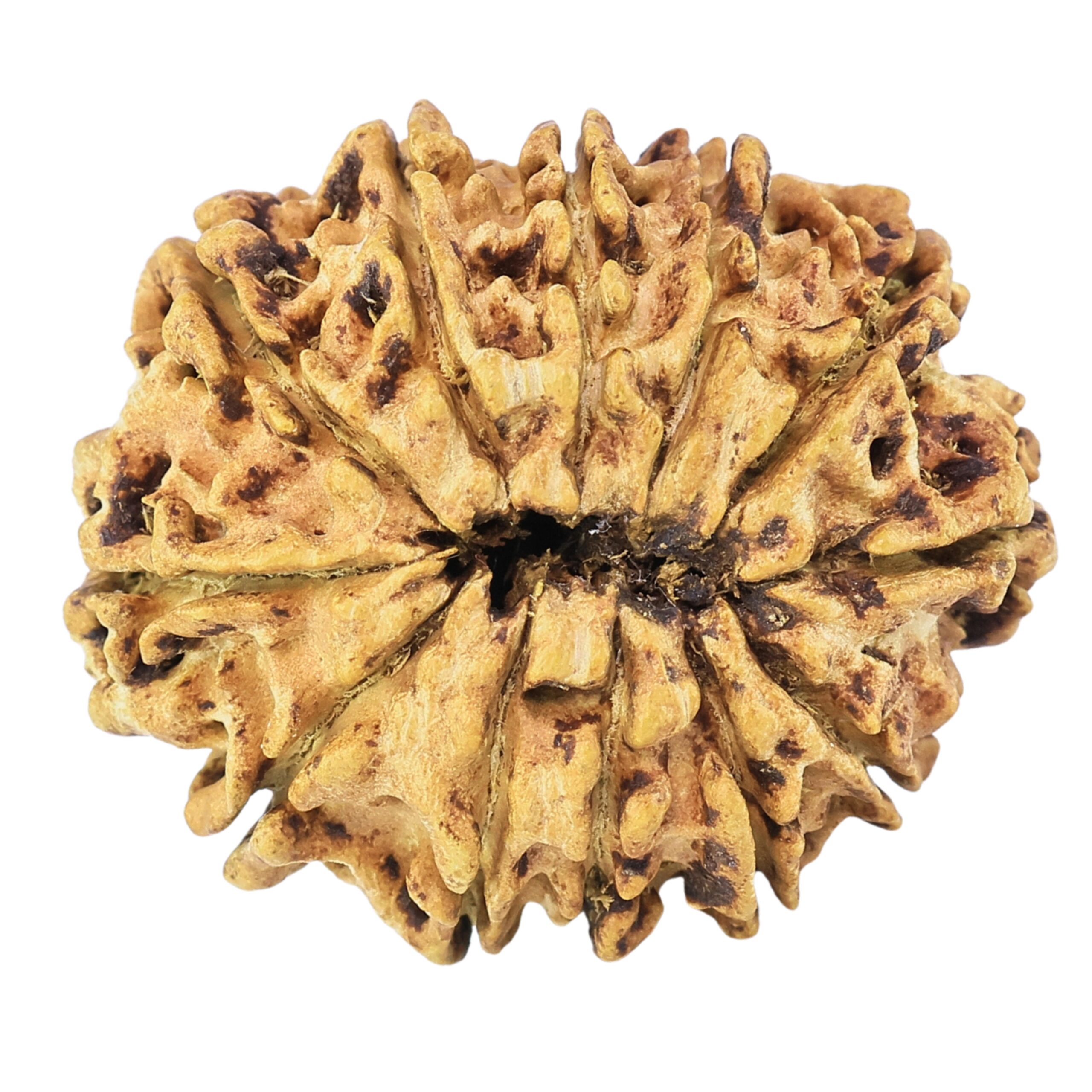 12 Mukhi Rudraksha 26.7mm 3.41gm - Rudraksha back