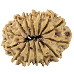 14 Mukhi Rudraksha 28mm 4gm - Rudraksha back