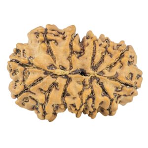 13 Mukhi Gaurishankar 33.1mm 7.29gm - Rudraksha back