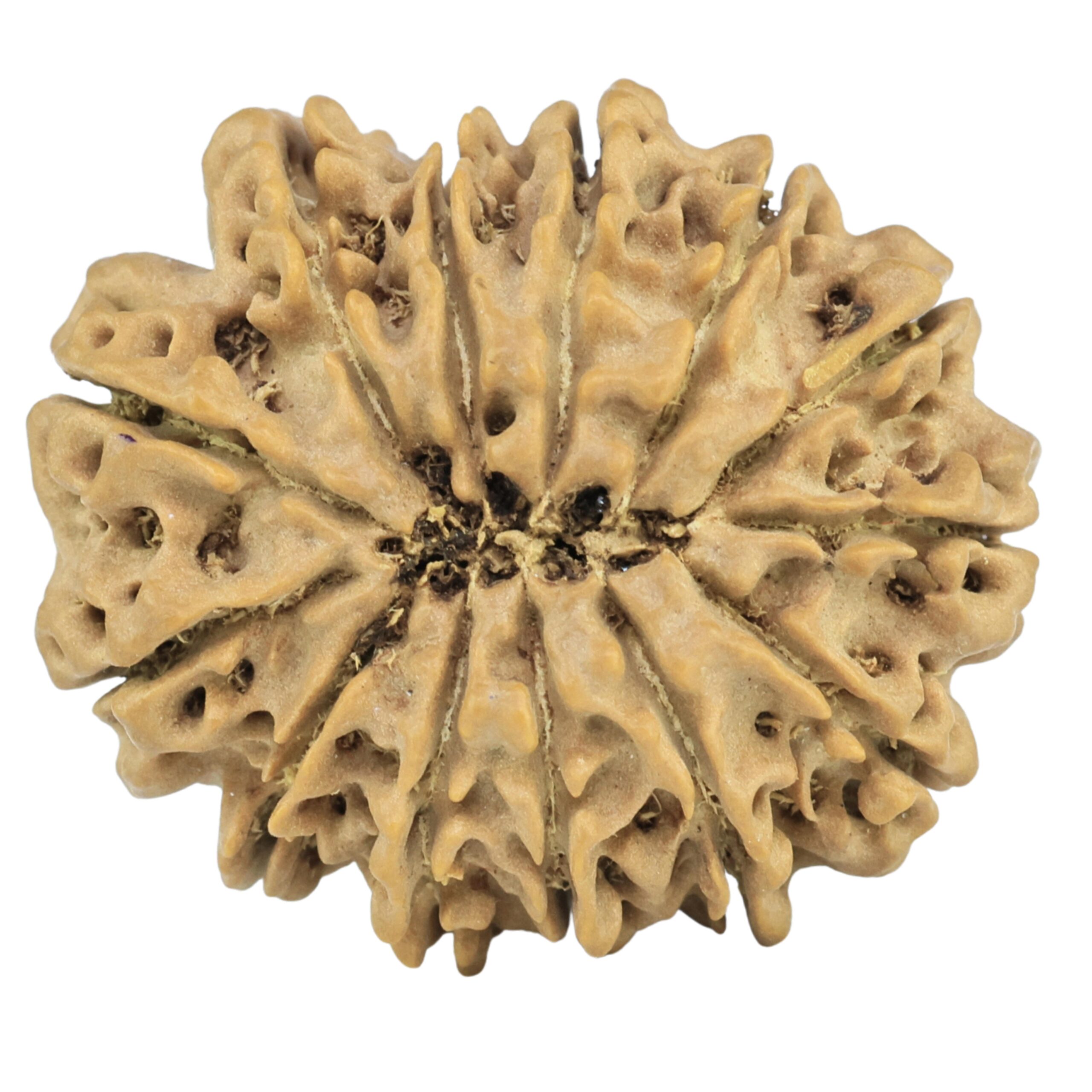 13 Mukhi Rudraksha 26.1mm 4gm - Rudraksha back