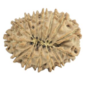 14 Mukhi Rudraksha 25.1mm 3.17gm - Rudraksha back