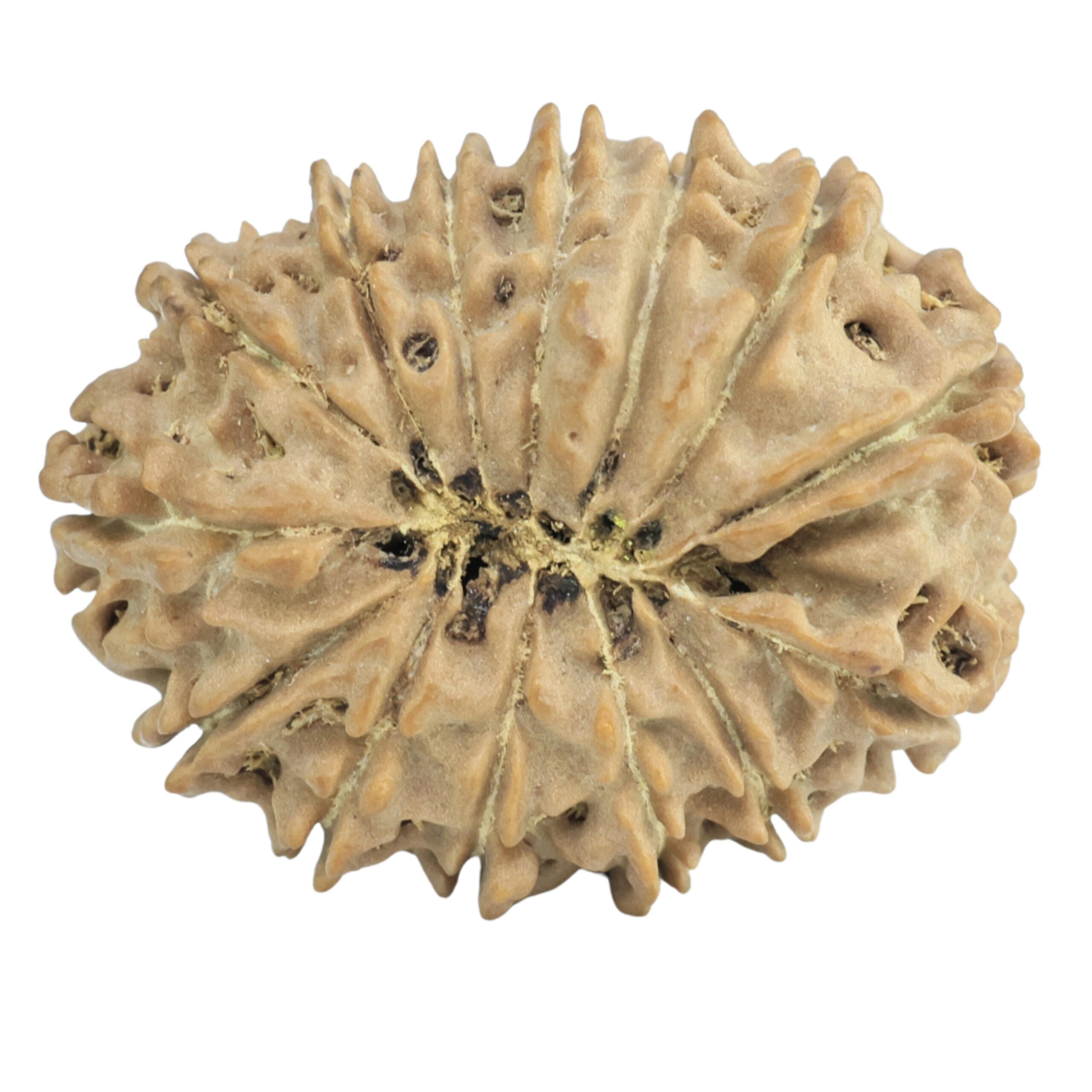 14 Mukhi Rudraksha 25.1mm 3.17gm - Rudraksha back