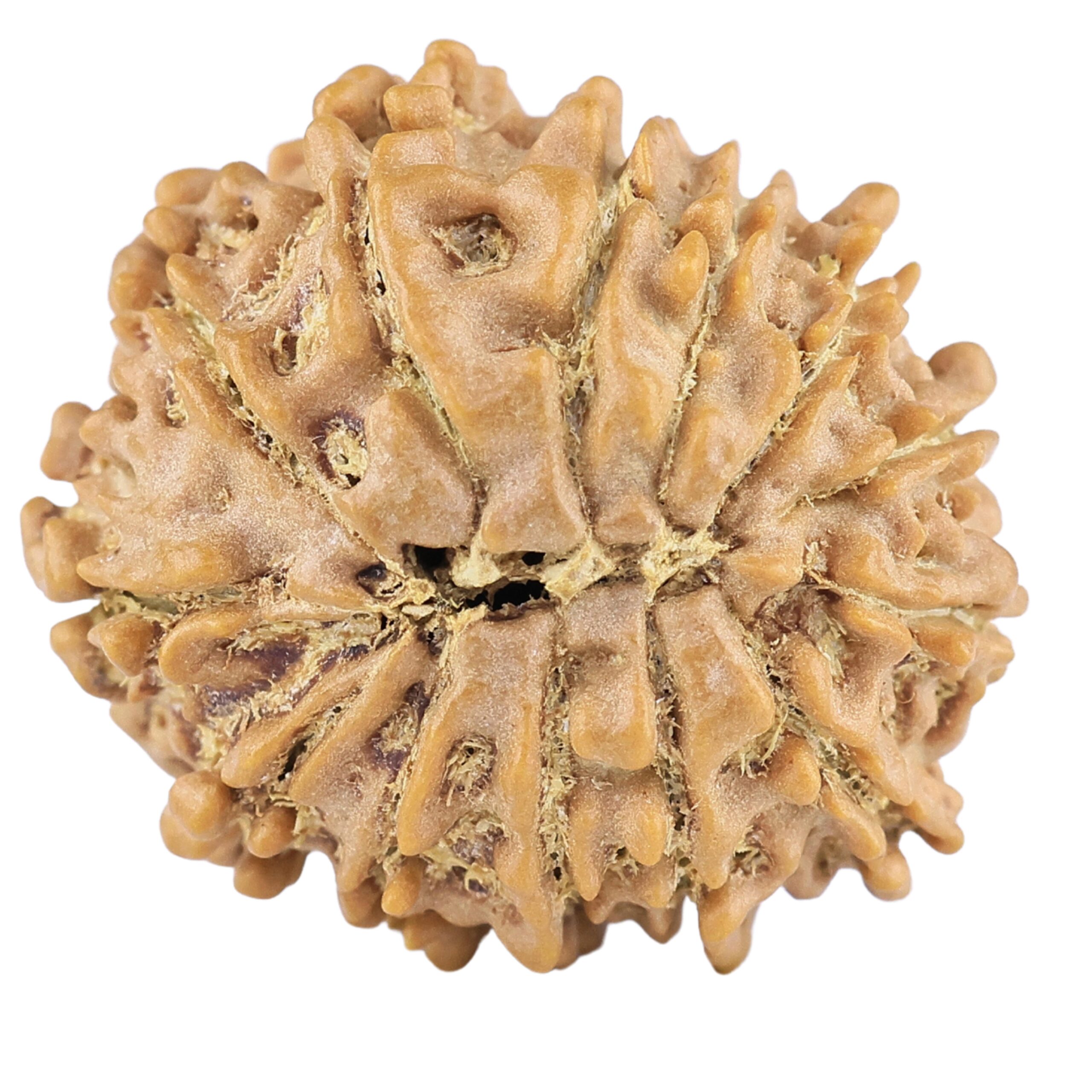 13 Mukhi Rudraksha 21.1mm 2.49gm - Rudraksha back
