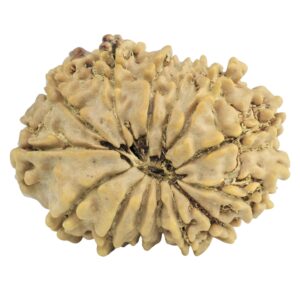 14 Mukhi Rudraksha 24.6mm 3gm - Rudraksha back