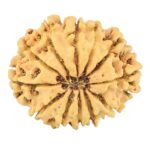 12 Mukhi Rudraksha 25.8mm 3.16gm - Rudraksha back