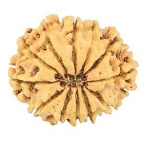 12 Mukhi Rudraksha 25.8mm 3.16gm - Rudraksha back