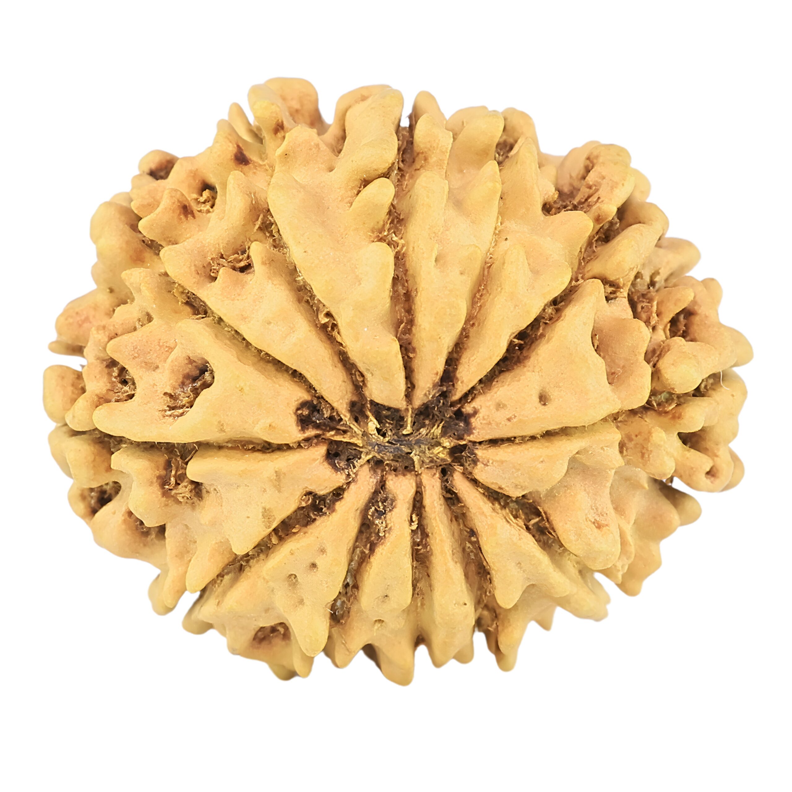 12 Mukhi Rudraksha 25.8mm 3.16gm - Rudraksha back