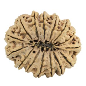 15 Mukhi Rudraksha 36.6mm 9.14gm - Rudraksha back