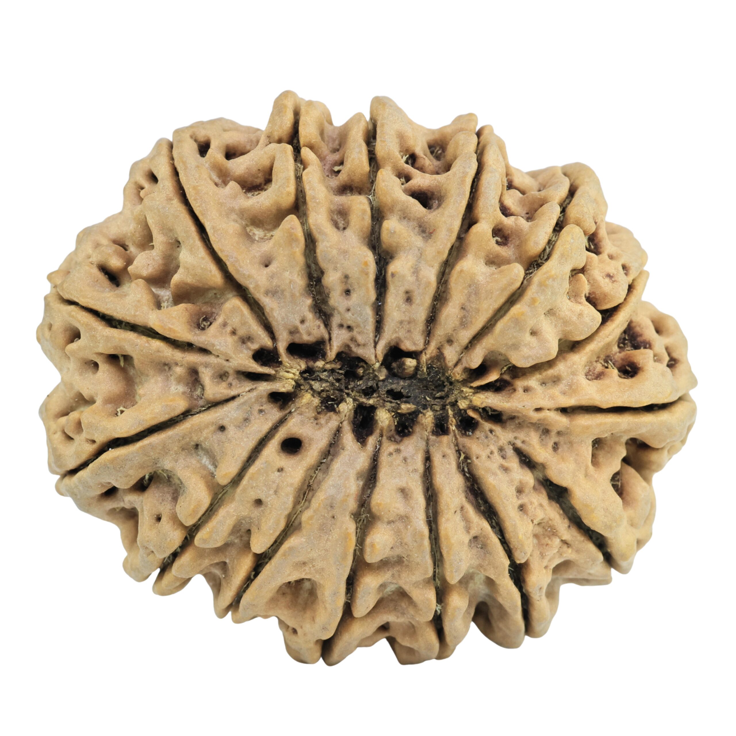 15 Mukhi Rudraksha 36.6mm 9.14gm - Rudraksha back