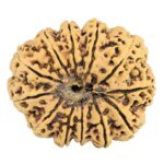 12 Mukhi Rudraksha 31.7mm 5.93gm - Rudraksha back
