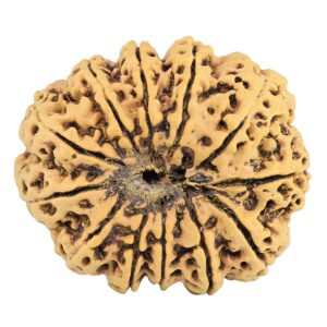12 Mukhi Rudraksha 31.7mm 5.93gm - Rudraksha back