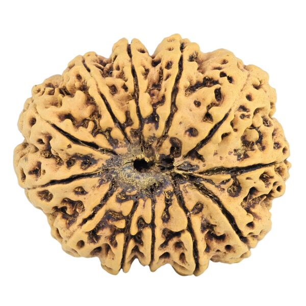 12 Mukhi Rudraksha 31.7mm 5.93gm - Rudraksha back