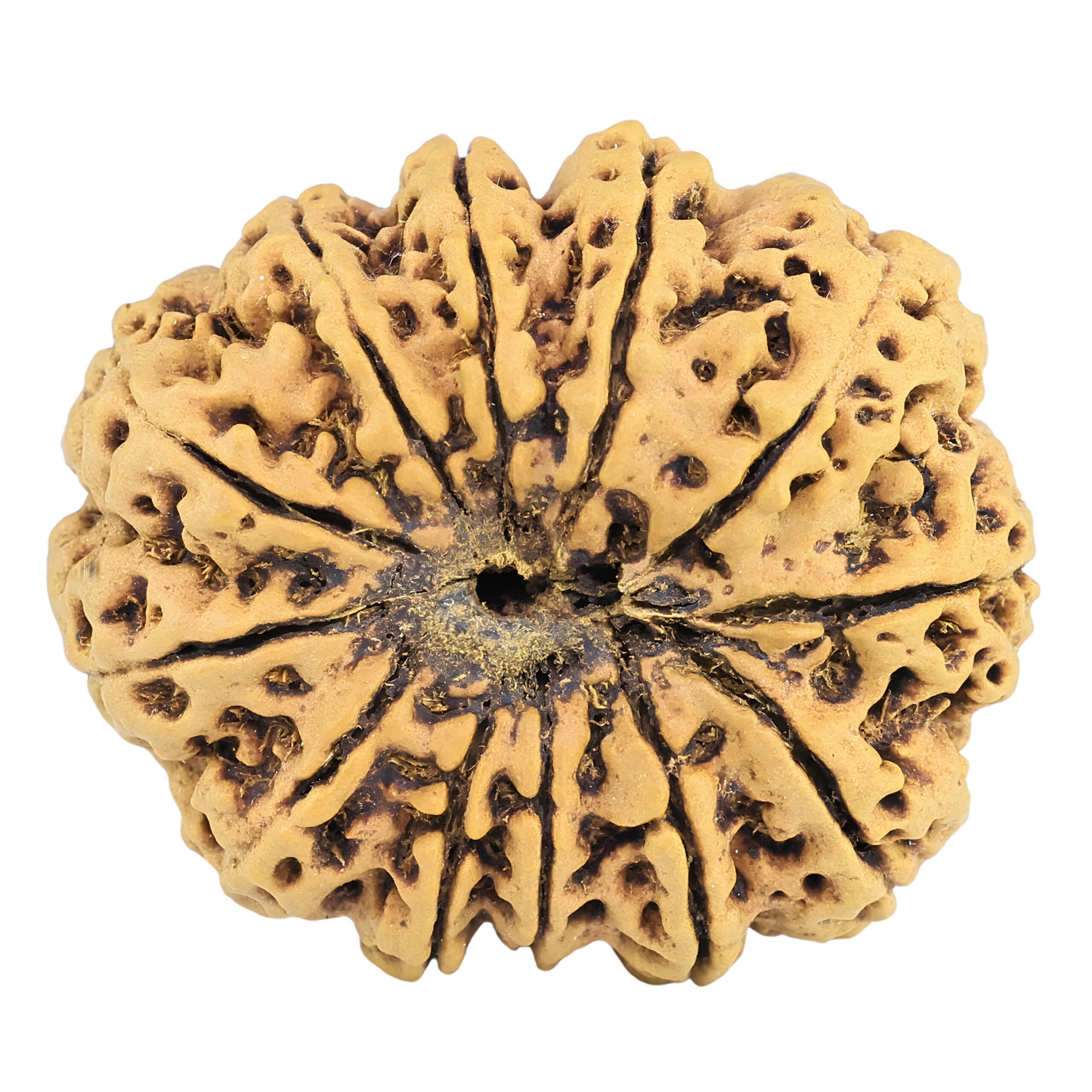 12 Mukhi Rudraksha 31.7mm 5.93gm - Rudraksha back