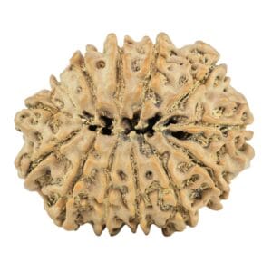 13 Mukhi Rudraksha 27.4mm 4.6gm - Rudraksha back